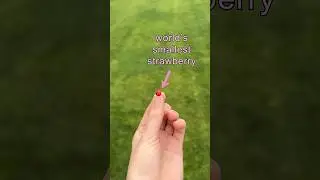 trying the world's smallest strawberry