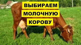 Как выбрать молочную корову | Животноводство | КРС | Молочные коровы | Дойные коровы