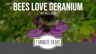 Bees Love Geranium ~ 1 Minute Films