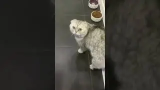 Кексик. 