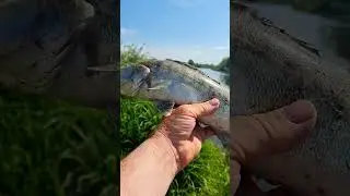 Судак на джиг