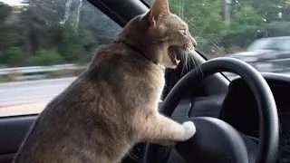 Смешные  прикольные животные кошки