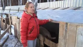 Keeping pigs in winter/life in the village