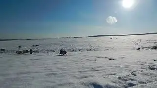 ЗИМНИЙ ВЫПАС НА ГОРОХОВОМ ПОЛЕ.   БИО-ФЕРМА МАНГАЛИЦА