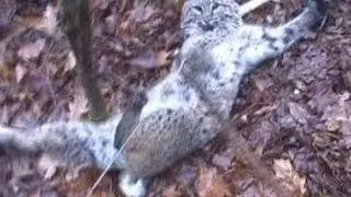 This Big Bobcat Almost Got Me
