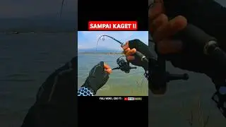 Sambaran ikan predator diujung joran !!