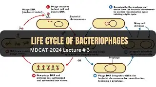 Life cycle of Bacteriophages | MDCAT 2024 | Video # 3 #mdcat #mdcat2024 #mdcatmcqs