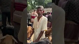 আজকের ছাগলের হাটে সেরা ছাগল #ছাগলের_হাট #goat #sagoler_khamar