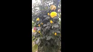 Наш участок. Дело не в том, сколько у нас есть, а в том, как мы наслаждаемся, что делает счастье .