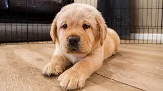 The Cutest Labrador Puppies From June!!