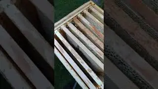 пчёлы в Германии