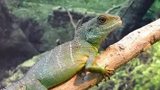 (NO COPYRIGHT)  Reptiles footage ||4K