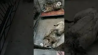 🐯 Vs 🦁 Guess who's stronger?