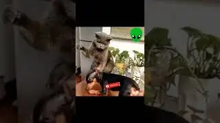 Funny Mirzapur Dialogue Munna bhaiya Padai likhai pe dhiyan lagao