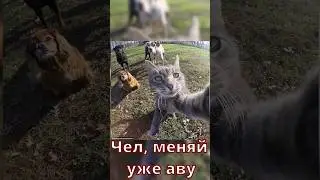 Можно скачать у меня в ТГ 