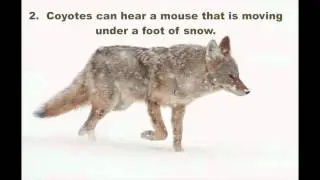 5 More Facts About Animal Senses