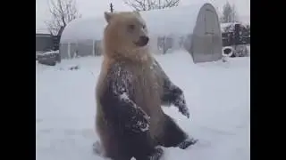 На дачу забрел мишка