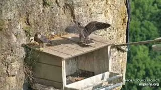 Great Spirit Bluff Falcons Thomas B/59 and Kami P/59 exploring the outdoors (explore.org 06162023)
