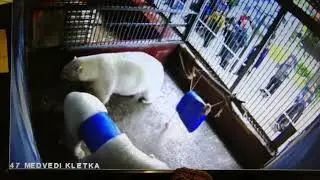 Спасение белого медведя Сэрику в зоопарке