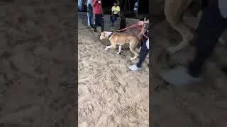Pakistani Bully Dog in Battle Ground 👹 #shorts #dog #dogs