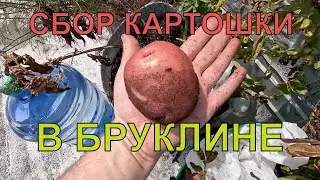 Сбор картофеля в Бруклине, Нью-Йорк: первый урожай и дегустация 🥔🥂