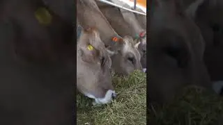 Где купить швицев в Казахстане? В каких странах разводят швицев?  