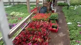 Первые морозные торговые дни. В теплице всё начинает зацветать