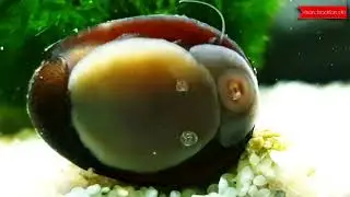 Aquarium - Aquascapes ASMR / Military Helmet Rennschnecke (Stahlhelmschnecke)