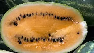 Orange Watermelon 🍉 With Seeds | Summer Treat