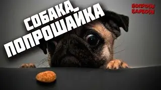 Как отучить собаку попрошайничать, выпрашивать еду?