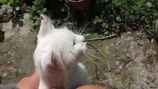 белая кошечка