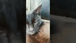 Багира!