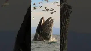Кошмар касаток — кашалот! 🦈😱🐋 