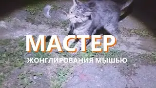 5 минут снимаю кота, поймал мышу, сожрал.