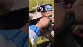 Cotopaxi | Hiking With Goats