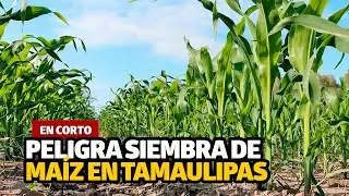 Peligra siembra de maíz en Tamaulipas