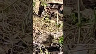 Первая встреча с совёнком