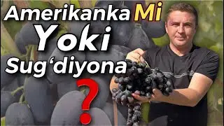 UZB da yangi narh 2 yoshlik uzum koʻchatlar 2000 soʻmdan. Samarqand Sugʻdiyona (GIGANT)