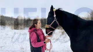Будни на конюшне. Зима 2022