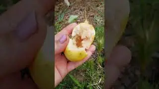 Она действительно ранняя👌сорт груши Ранняя Сергеева