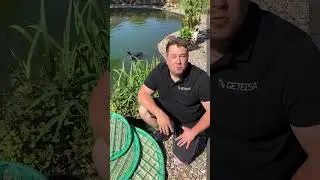 Sicher dir deine Pflanzeninsel unter www.geteisa.de #pflanzeninsel #koi #koiteich #teich #fisch