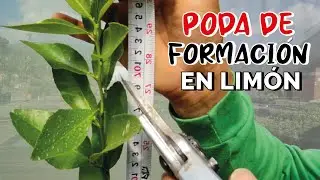 First training pruning of lemon tree - trellised 2023