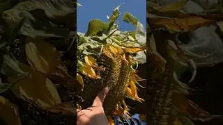 Подсолнухи из детства! А все ели эту мякушку с обратной стороны?😁