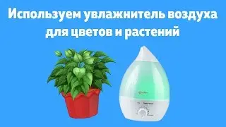 Используем увлажнитель воздуха для цветов и растений