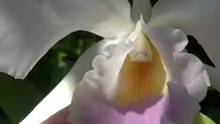 Цветение Марта..Природные Катлеи. C. Mini Purple, C. Jenmanii var. alba, Den. Moniliforme