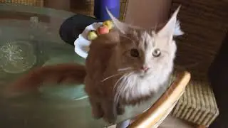 Наш 5-ти месячный Мейн Кун 2 - Ежедневная дрессировка :)