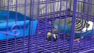 Попугай и колокольчик