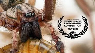 Macro Photography Competition [July 2023]