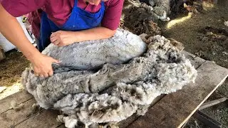 Стрижка овец 🐑 2022 г.
