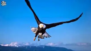 【Progressive House】Hardwell feat. Mr. Probz - Birds Fly (Aronu Remix)
